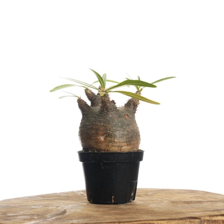 グラキリス　良株 グラキリス】塊根！超良型ダブルヘッド SRL Neighborhood グラキリス