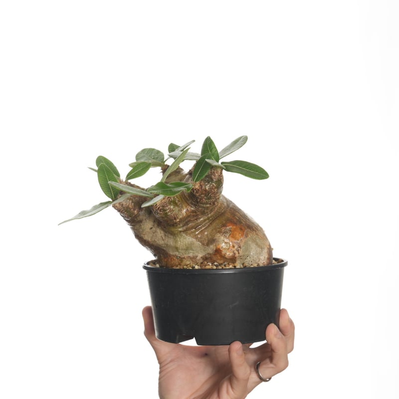 パキポディウム エブレネウム Pachypodium eburneum ① Pachypodium eburneum パキポディウム エブレネウム | mana's fa