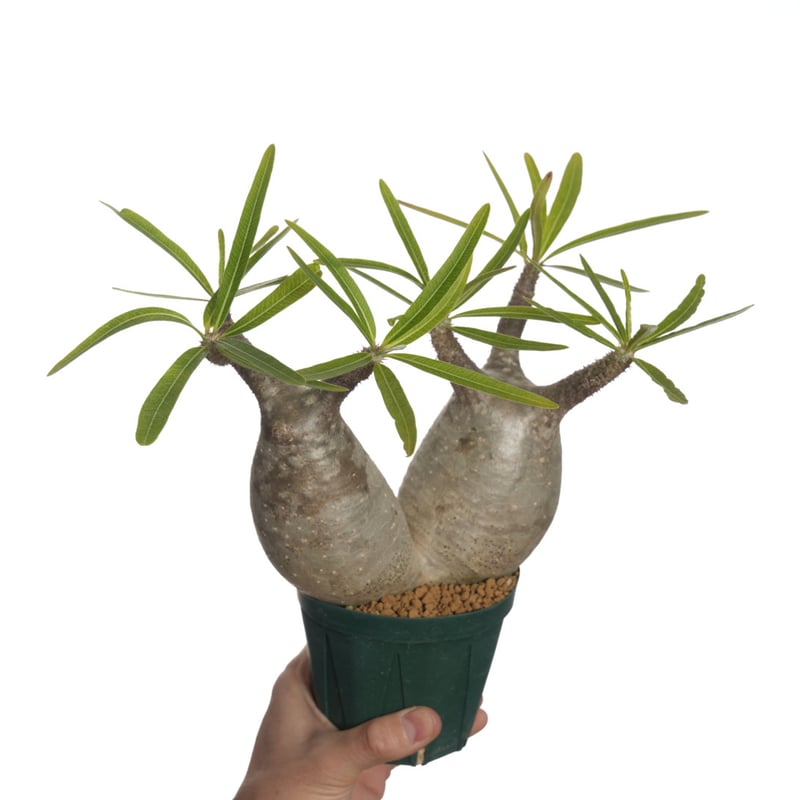 Pachypodium rosulatum var. gracilius 【発根済み】〈幹