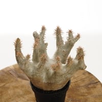 Pachypodium horombense【発根済み】〈幹幅11.8cm〉