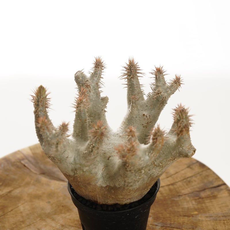 Pachypodium horombense【発根済み】〈幹幅11.8cm〉 | QSPLANT
