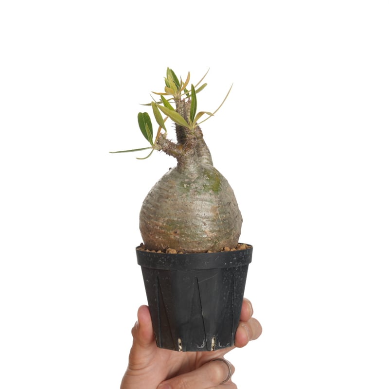 Pachypodium rosulatum var. gracilius 【発根済み】〈幹