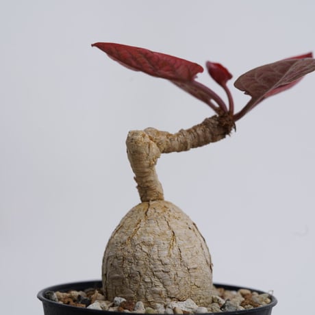 Euphorbia labatii 'RedLeaf' 〈幹幅2.9cm〉