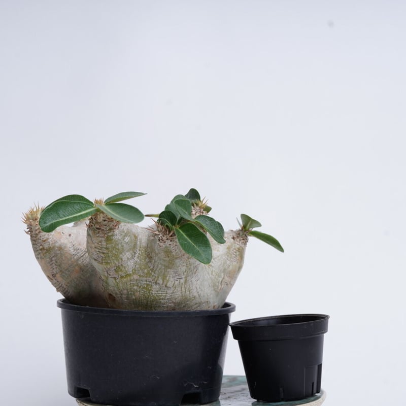Pachypodium eburneum〈幹幅15.7cm〉 | QSPLANT Pachypodium eburneum〈幹幅15.7cm〉 | QSPLANT
