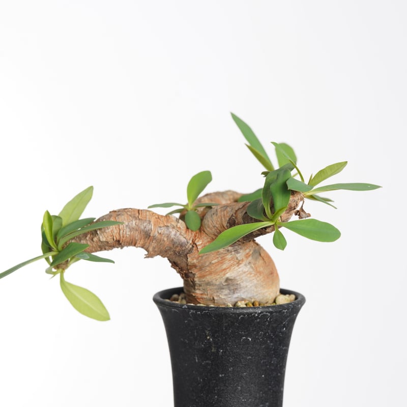 【現地球／発根済】ユーフォルビア　イトレメンシス　ODDROOTS管理株 Euphorbia itremensis 【発根済み】〈幹幅4.5cm〉 | QSPLANT