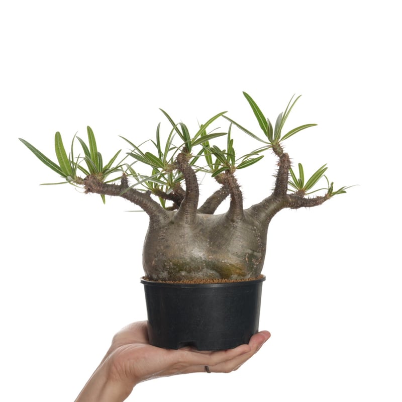 Pachypodium rosulatum var. gracilius 【発根済み】〈幹