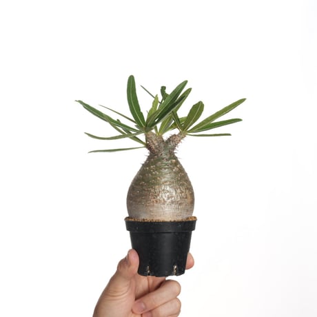 BOTANIZE パキポディウム グラキリス BOTANIZE パキポディウム グラキリス atmos」とプランツショップ