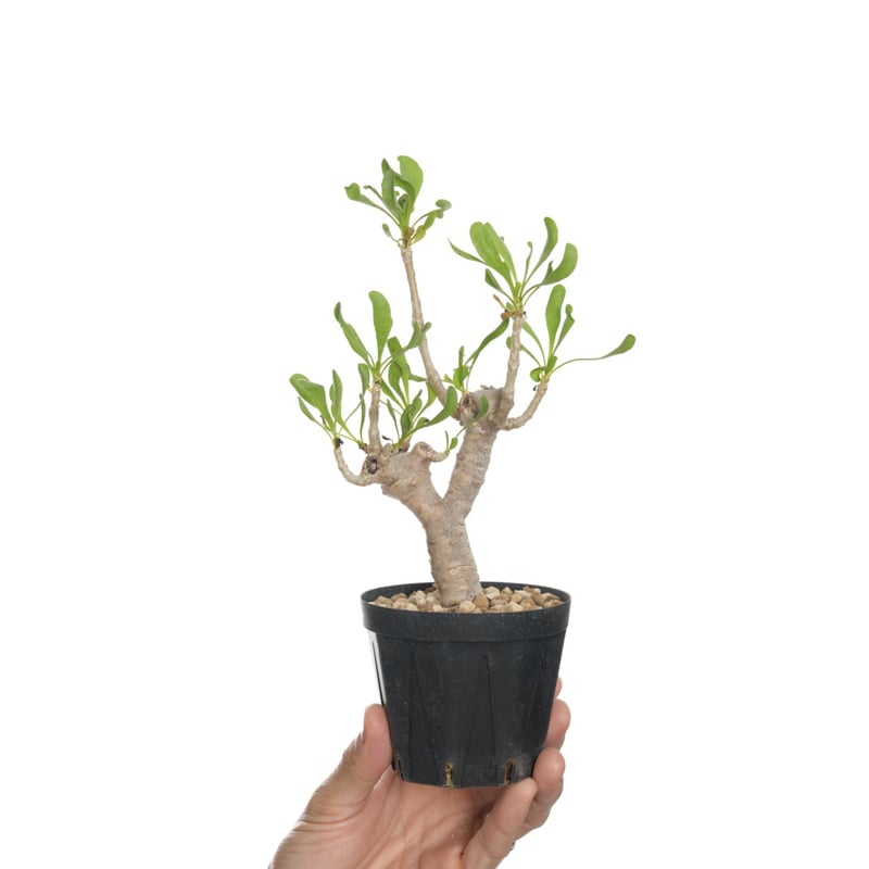 Othonna furcata 【発根済み】〈幹幅1.9cm〉 | QSPLANT