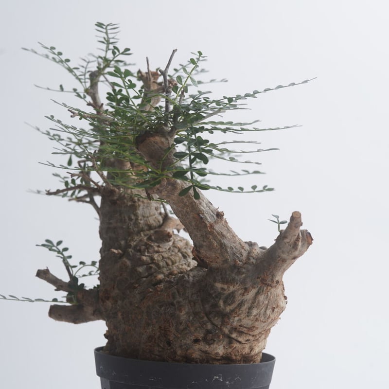 Operculicarya pachypus 【発根済み】〈幹幅12.8cm〉 | QSPLANT