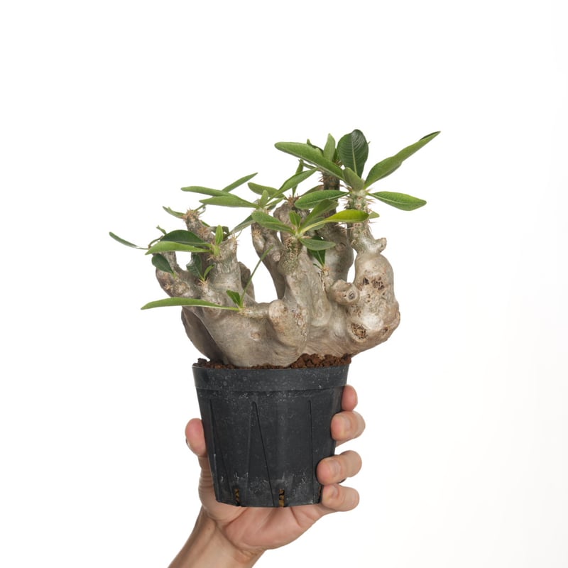 【NRK】N PLANTS R＆K リクエスト　ビカクシダ　着生板　Mサイズ NRK】N PLANTS R＆K様リクエスト 着生板 Mサイズ ビカクシダ 着