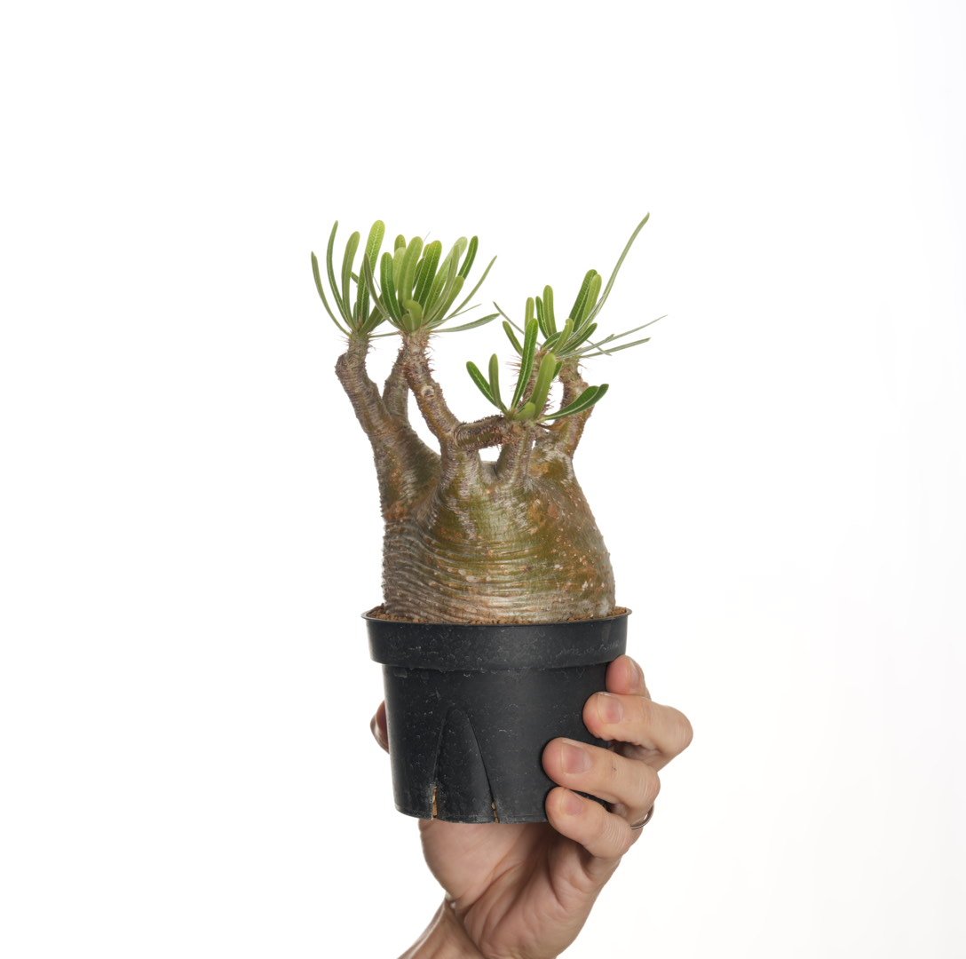 Pachypodium rosulatum var. gracilius 【発根済み】〈幹