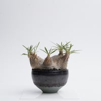Pachypodium rosulatum var. gracilius × Tomoharu Nakagawa植木鉢   【発根済み】〈幹幅11.1cm〉