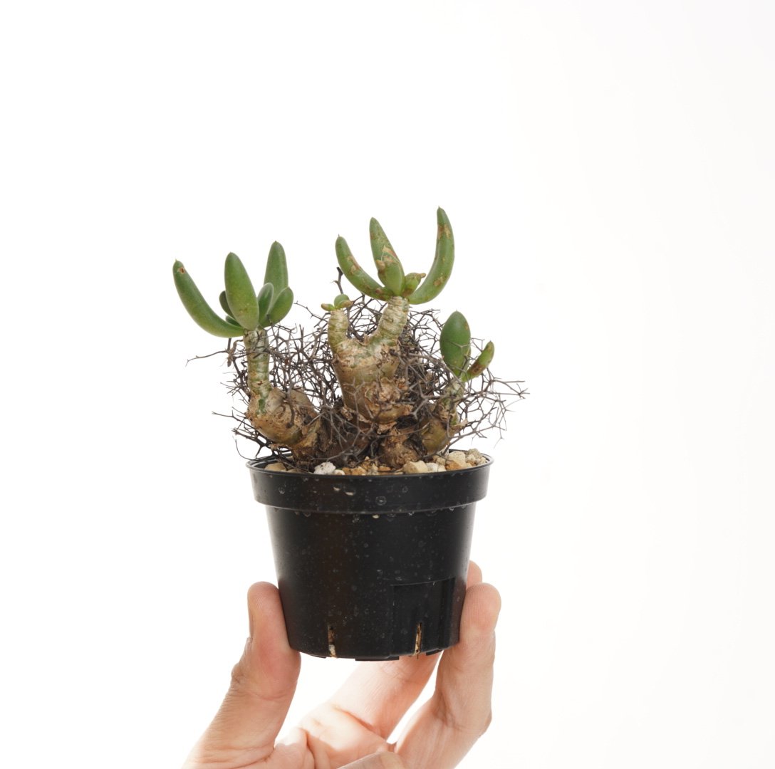 Tylecodon reticulatus 万物想【発根済み】 | QSPLANT