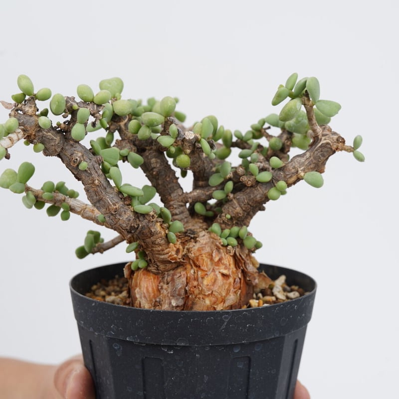 【国内採種】Ceraria Pygmaea seeds 新鮮種子50粒 国内採種】Ceraria Pygmaea seeds 新鮮種子50粒