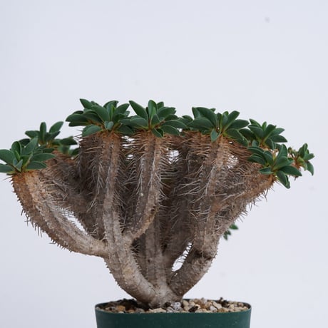 Euphorbia guillauminiana