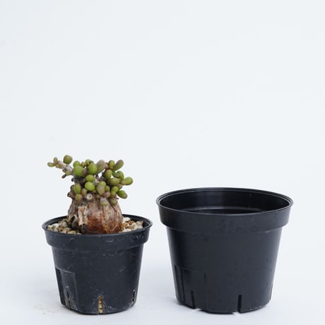 Ceraria pygmaea   【発根済み】〈幹幅3.0cm〉