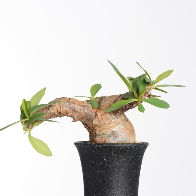 【現地球／発根済】ユーフォルビア　イトレメンシス　ODDROOTS管理株 Euphorbia itremensis 【発根済み】〈幹幅4.5cm〉 | QSPLANT