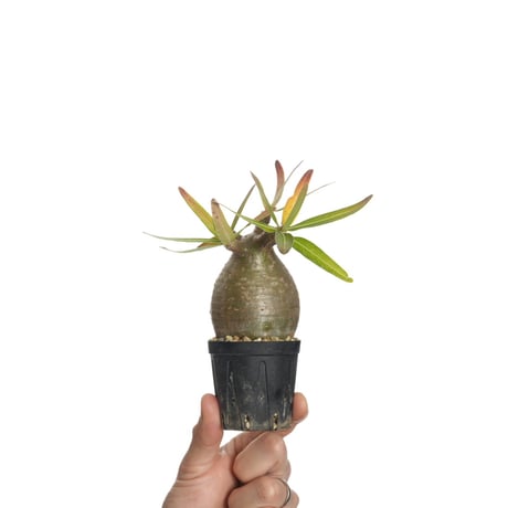 Pachypodium rosulatum var. gracilius   【発根済み】〈幹幅5.6cm〉