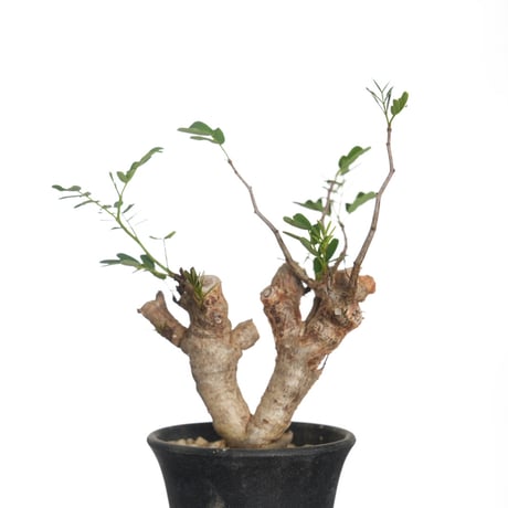 blueさん専用センナ メリディオナリス4＋オブジェ 2025年最新】センナ メリディオナリスの人気アイテム - メルカリ