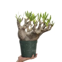 Pachypodium rosulatum var. inopinatum 【発根済み】 〈草幅33.0cm〉
