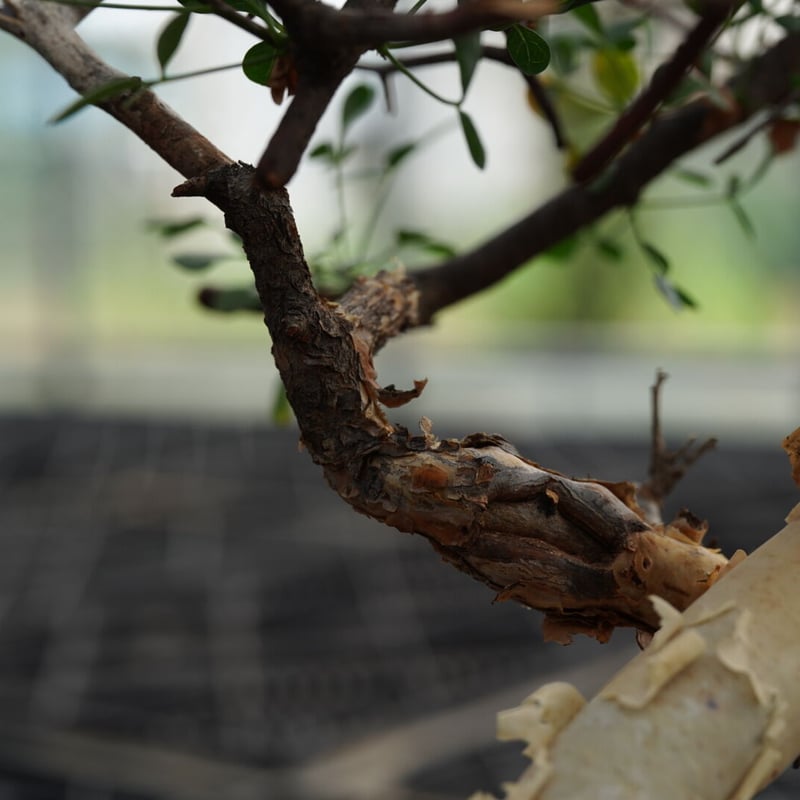 Commiphora kataf no.1 | QSPLANT Commiphora kataf no.1 | QSPLANT