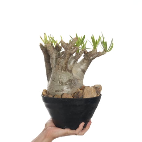 パキポディウムイノピナツム | STORES