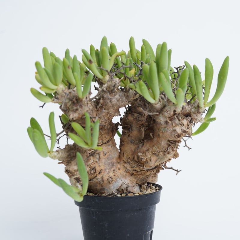 Tylecodon reticulatus 万物想 【発根済み】 | QSPLANT Tylecodon reticulatus 万物想 【発根済み】 | QSPLANT