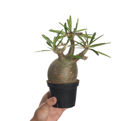 パキポディウムグラキリス | STORES