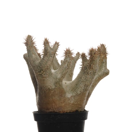 Pachypodium horombense【発根済み】〈幹幅11.8cm〉