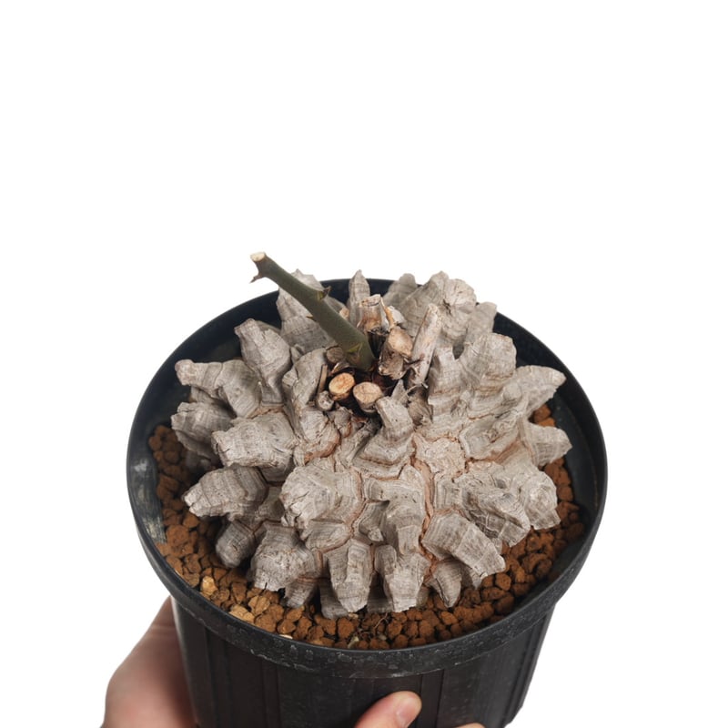 Dioscorea Elephantipes 亀甲竜【発根済み】〈幹幅17.5cm〉 | QS