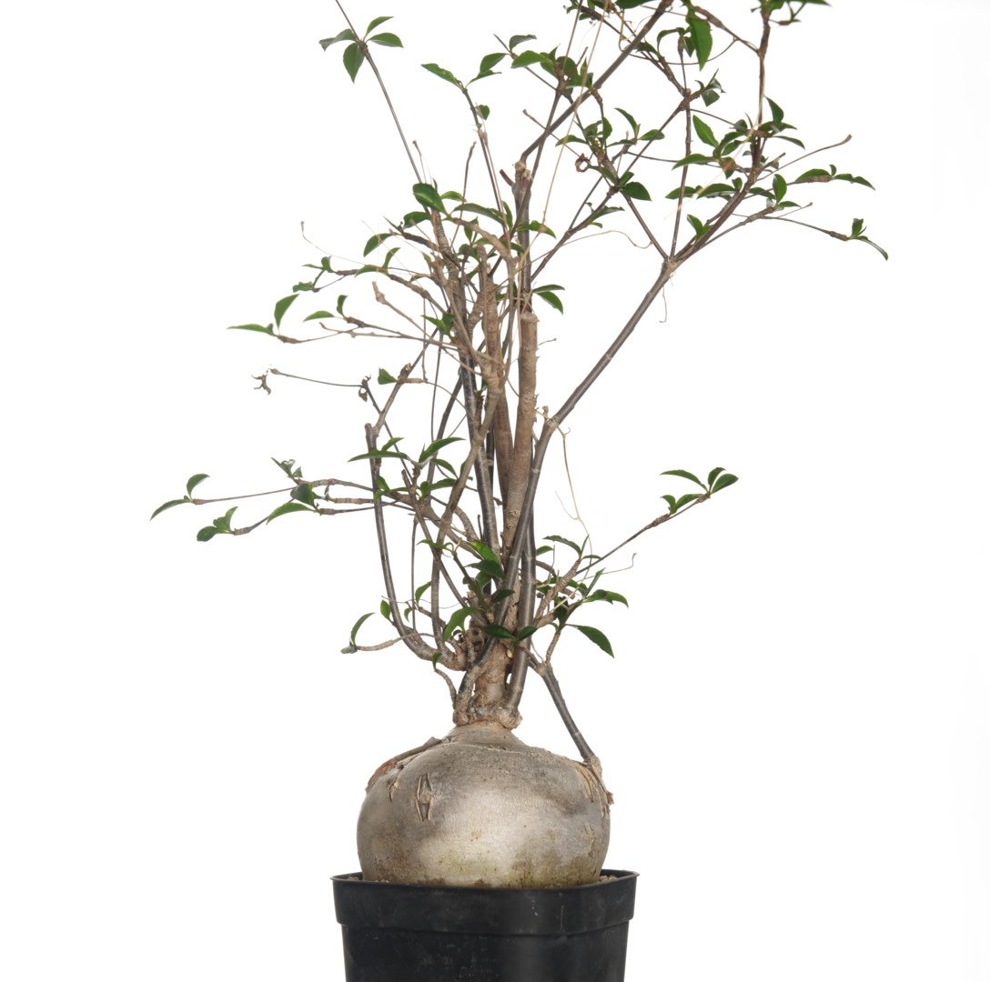 Euphorbia mahabobokensis【発根済み】〈幹幅8.9cm〉 | QSPLANT