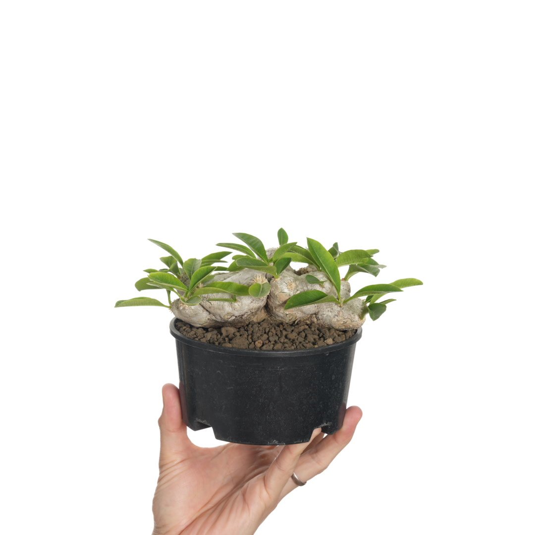 Pachypodium brevicaule 恵比寿笑い【発根済み】〈草幅14.5cm