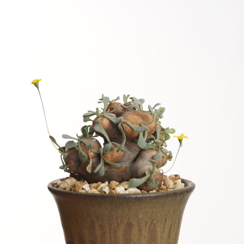 Othonna cacalioides ×Tomoharu Nakagawa植木鉢【発根済み】