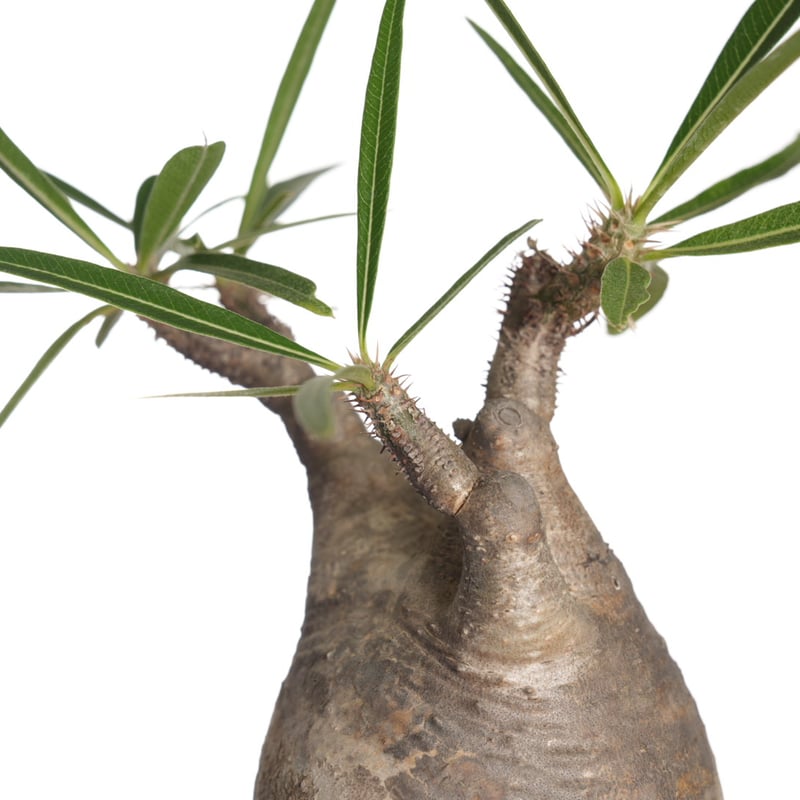 Pachypodium rosulatum var. gracilius 【発根済み】〈幹