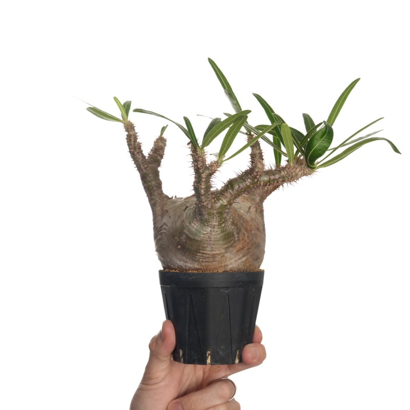 Pachypodium rosulatum var. gracilius 【発根済み】〈幹