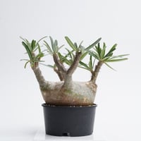 Pachypodium rosulatum var. gracilius   【発根済み】〈幹幅13.0cm〉