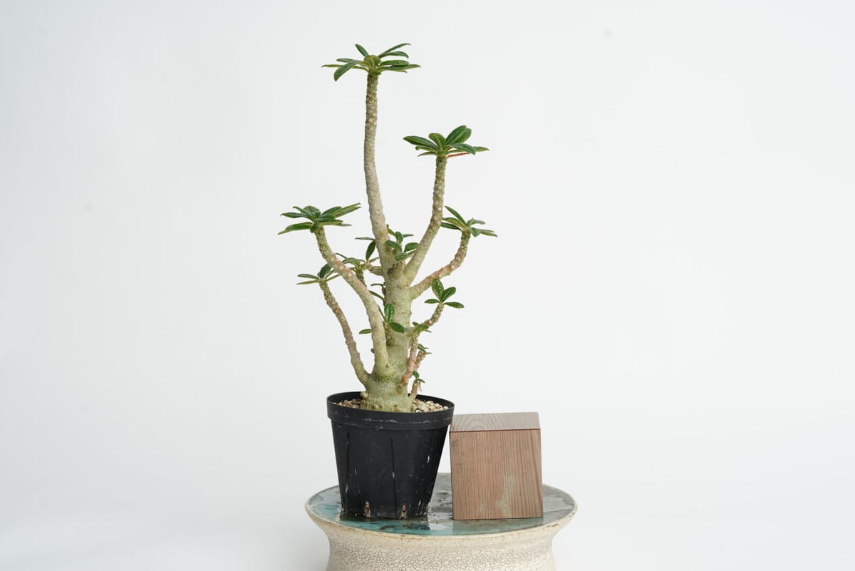 Dorstenia gigas〈幹幅3.3cm〉 | QSPLANT Dorstenia gigas〈幹幅3.3cm〉 | QSPLANT