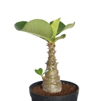 Pachypodium baronii var.windsorii 実生【発根済み】〈幹幅2.9cm〉