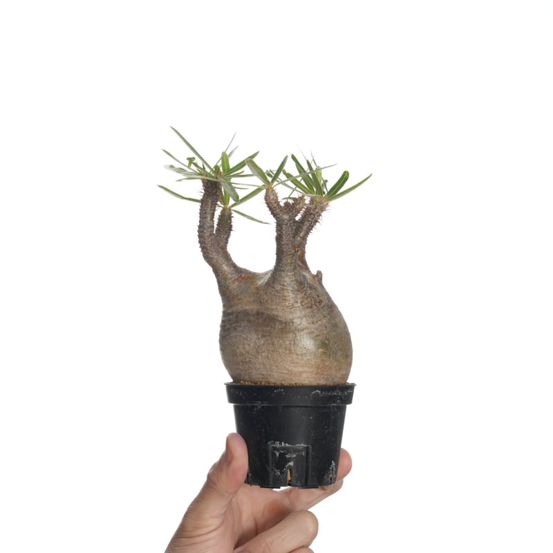 Pachypodium rosulatum var. gracilius 【発根済み】〈幹