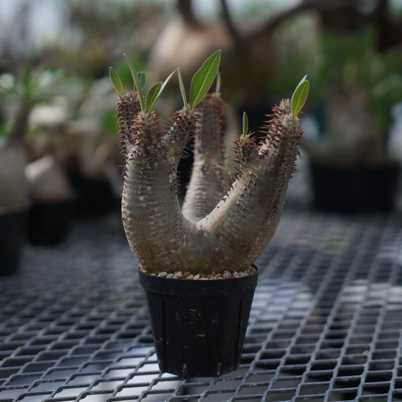 n*3様 Pachypodium makayense パキポディウム　マカイエン マカイエンセ – Hachi-8