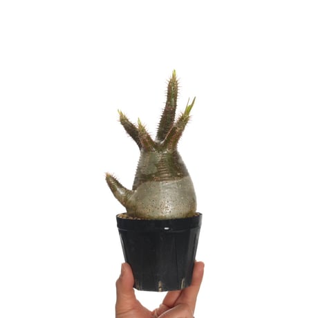 Pachypodium rosulatum var. gracilius   【発根済み】〈幹幅8.7cm〉