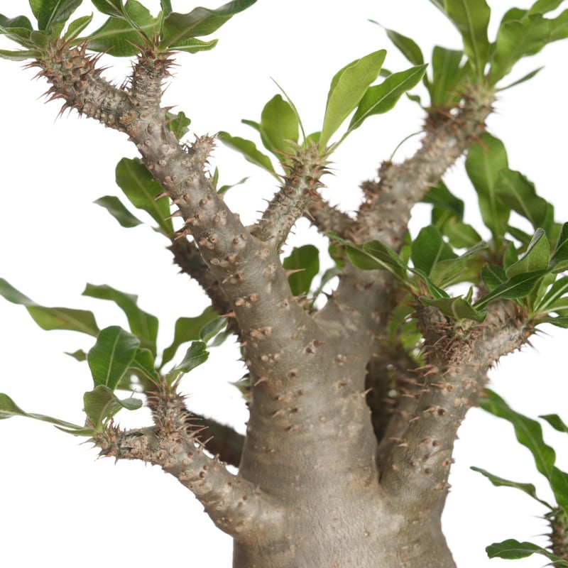 発根済 パキポディウム グラキリス ［ NO⑥マダガスカル 現地株 / ］ Amazon.co.jp: マダガスカル現地株 パキポディウム グラキリス