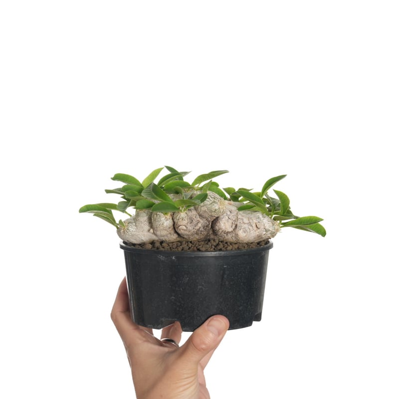 パキポディウム 恵比寿笑い Pachypodium brevicaule ⑭ パキポディウム 恵比寿笑い Pachypodium brevicaule | mana's