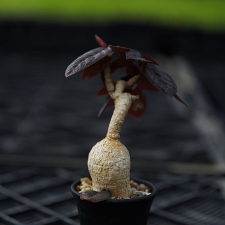 Euphorbia labatii  'RedLeaf'〈幹幅3.7cm〉