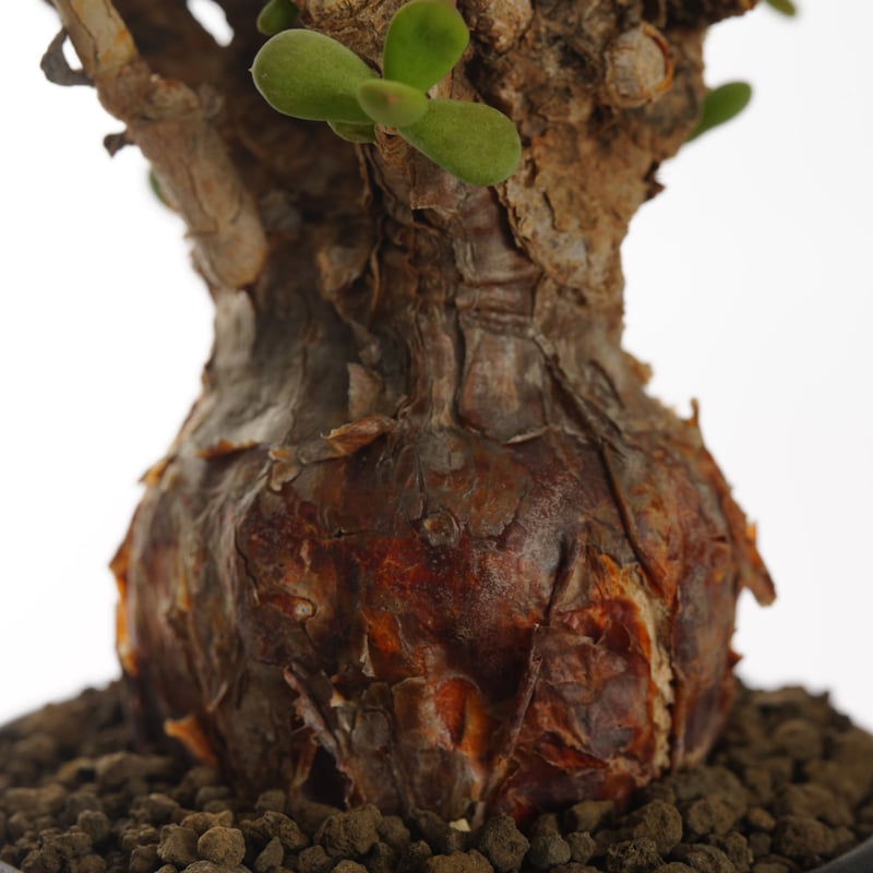 Ceraria pygmaea 【発根済み】〈幹幅6.1cm〉 | QSPLANT