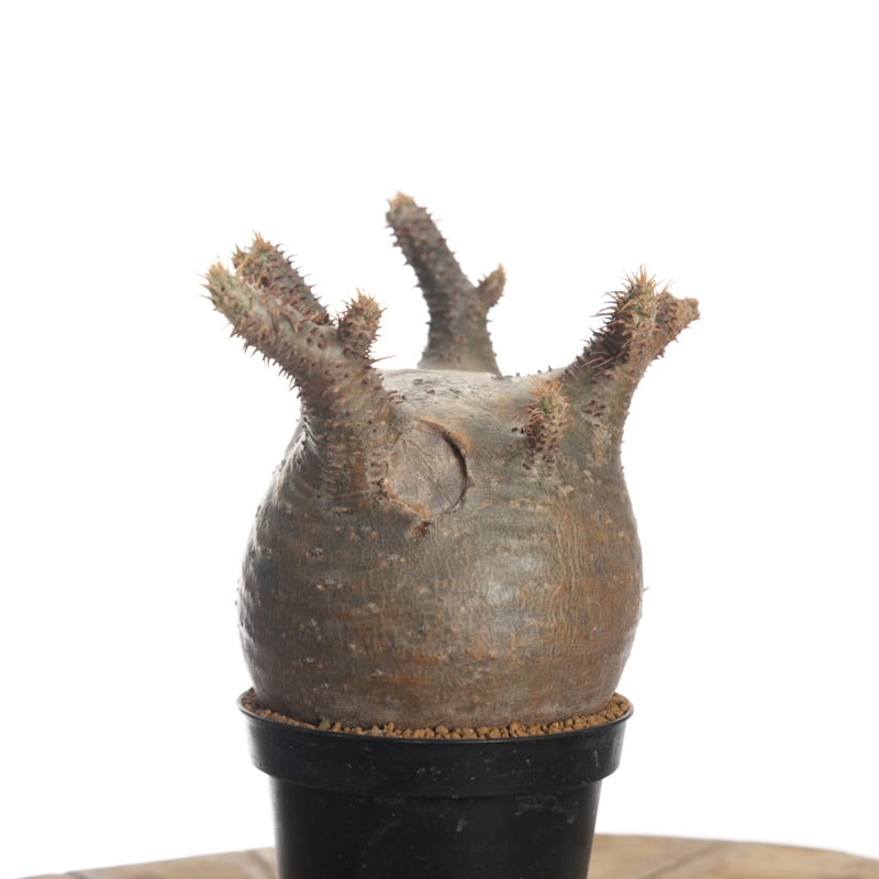 Pachypodium rosulatum var. gracilius 【発根済み】〈幹