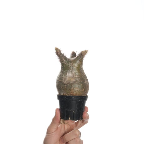 Pachypodium rosulatum var. gracilius   【発根済み】〈幹幅7.6cm〉