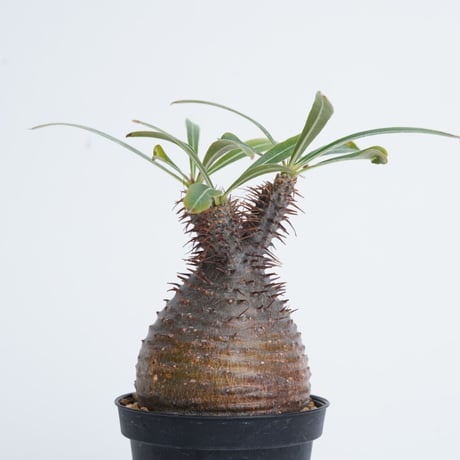 Pachypodium rosulatum var. gracilius   【発根済み】〈幹幅6.2cm〉