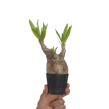 パキポディウム　イノピナツムWヘッド 現地球　発根株　（SRL陶器鉢付き） パキポディウムイノピナツムWヘッド 現地球発根株（SRL鉢付き）