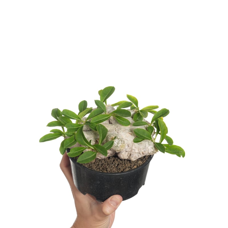 Pachypodium brevicaule 恵比寿笑い【発根済み】〈草幅14.5cm
